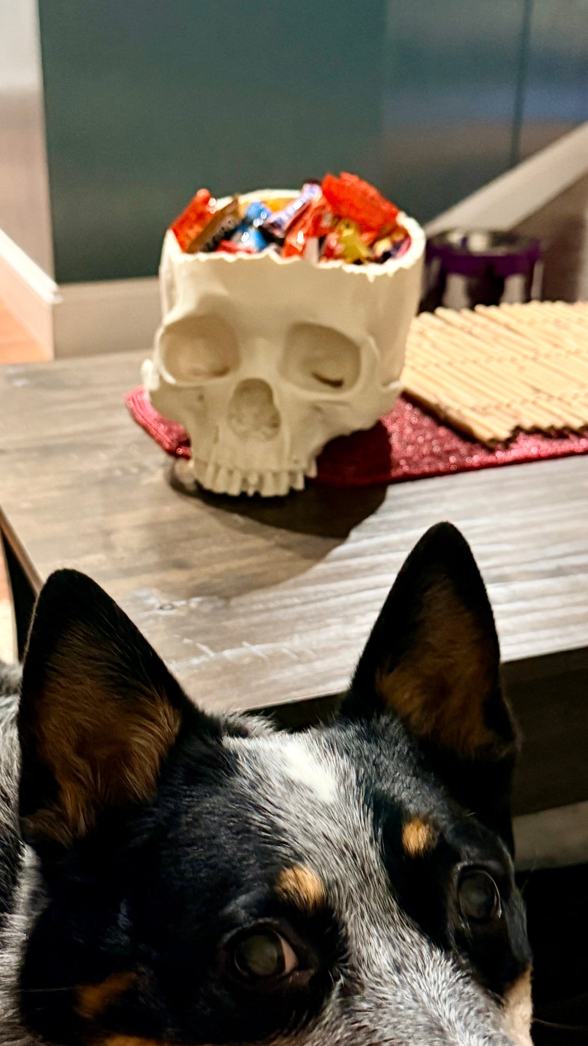 Dead Inside - Natural Bone Skull Bowl, Gothic Decor  NEW RELEASE!